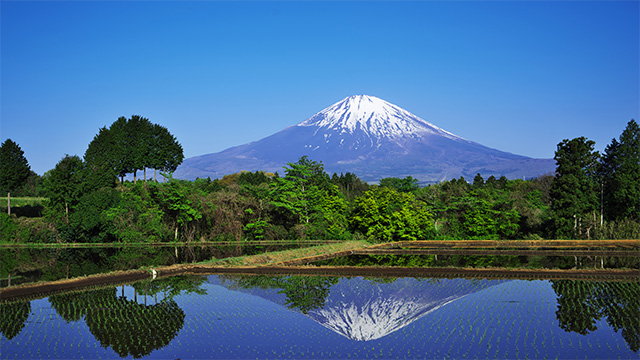 Mt.Fuji