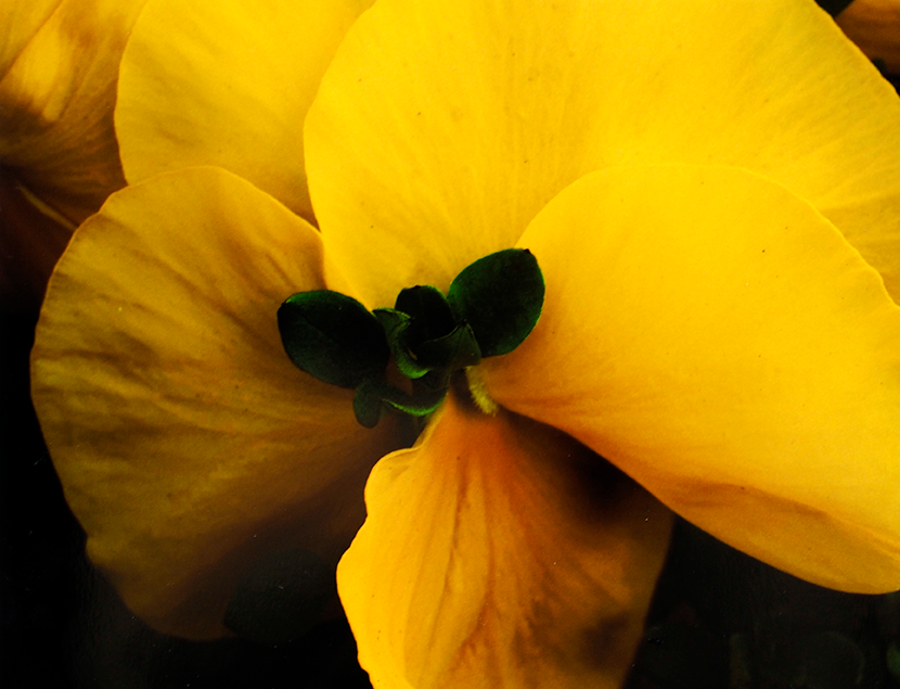 写真展「町中の花たち」